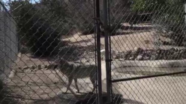 15 Wolves Rescued From Fur Farm Get New Home In Sylmar 