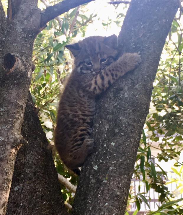 Bobcat stuck in tree 