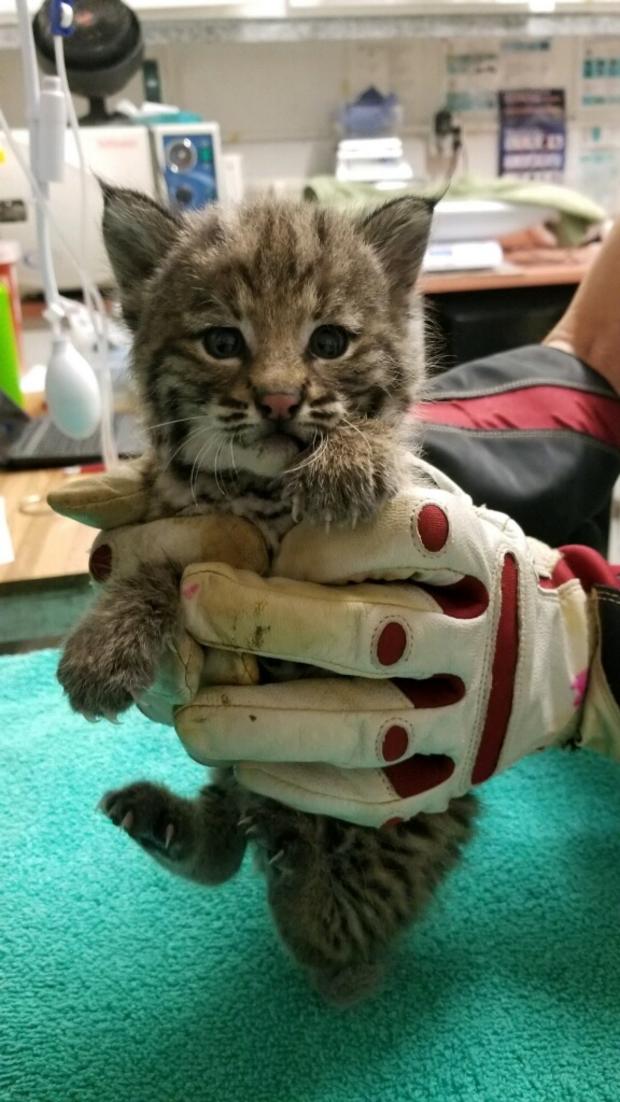 rescued bobcat 