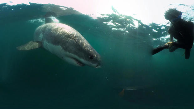 underwater shark encounter photographer 