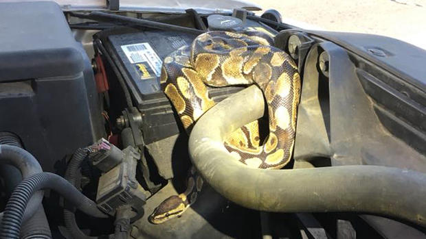 Snake In Car 