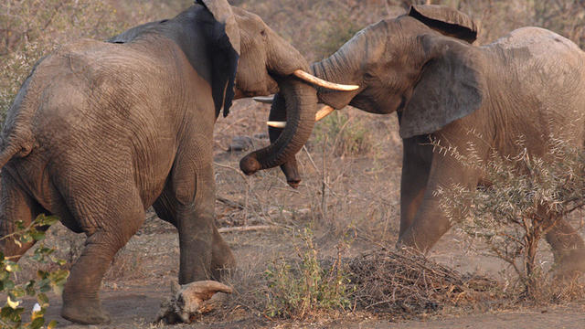 elephants-fighting-judy-lehmberg-promo.jpg 