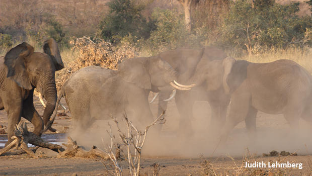 elephants-fighting-b-judith-lehmberg-620.jpg 
