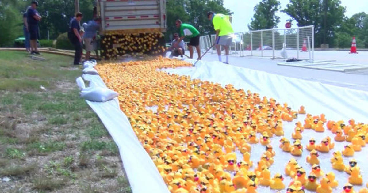 Rubber ducky race for a cause CBS News