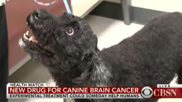cancer-treatment-for-dogs.jpg 
