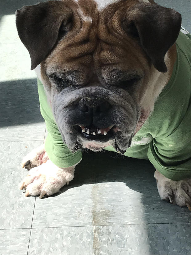 Pictured - the English bulldog who was abandonded by the mystery woman at Sweet Garden Pet Resort (credit MSPCA-Angell) 