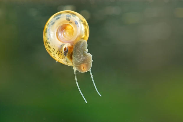 freshwater-snail-1.jpg 