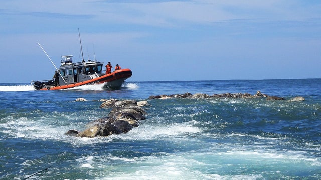A boat of the Mexican Navy sails near turtles killed while trapped in a fishing net in the municipality of Santa Maria Colotepec 