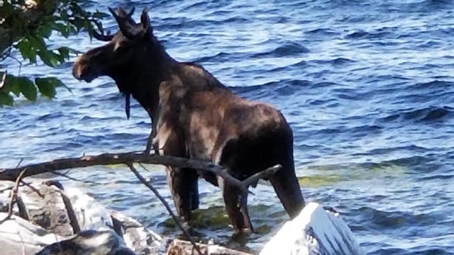 A moose stands in Lake Champlain in South Hero, Vermont, on Sept. 1, 2018, in a photo provided by Bernadette Toth. 