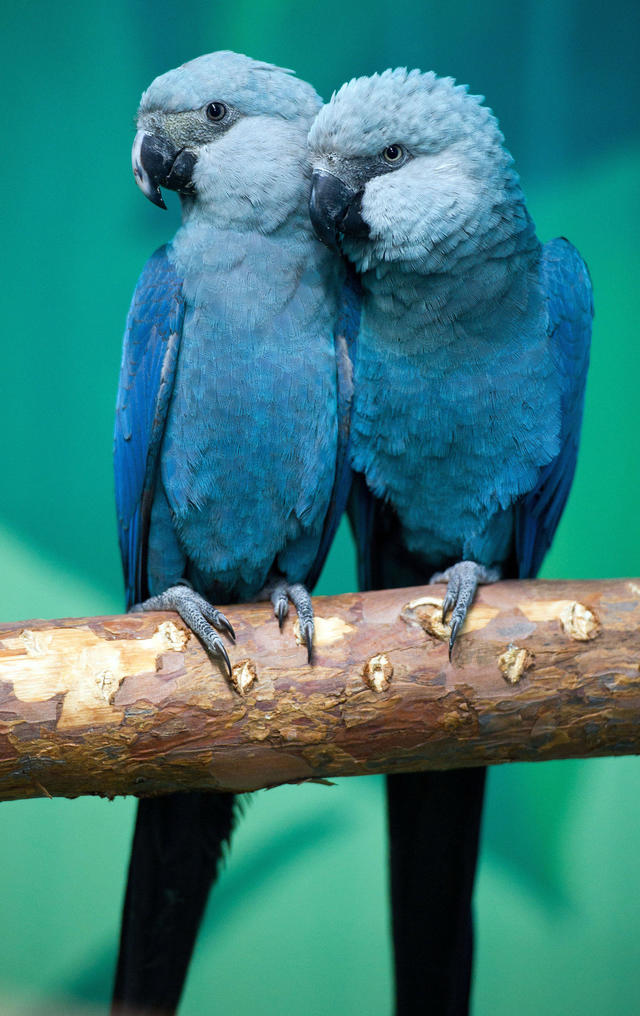 Blue macaw parrot that inspired 