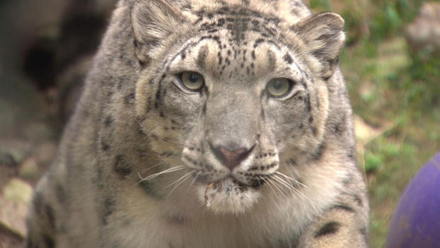 Snow leopard mother Stone Zoo Stoneham 
