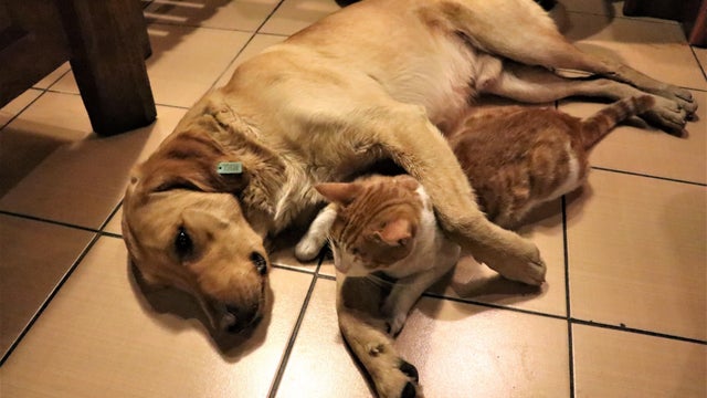 Cafe opens its doors to stray animals in Turkey's Isparta 
