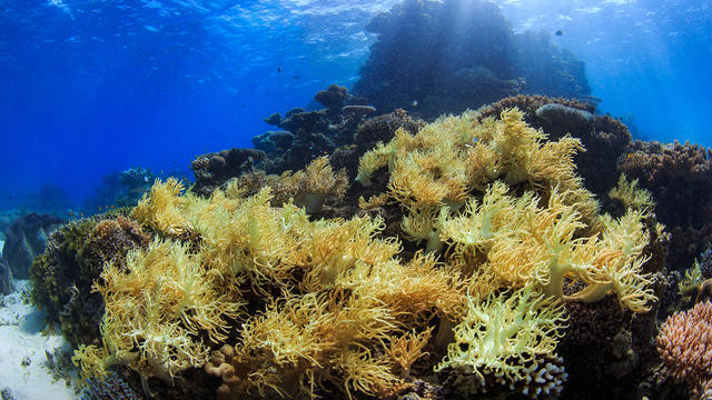 cbsn-fusion-why-is-the-great-barrier-reef-so-vulnerable-to-coral-bleaching-thumbnail-1656823-640x360.jpg 