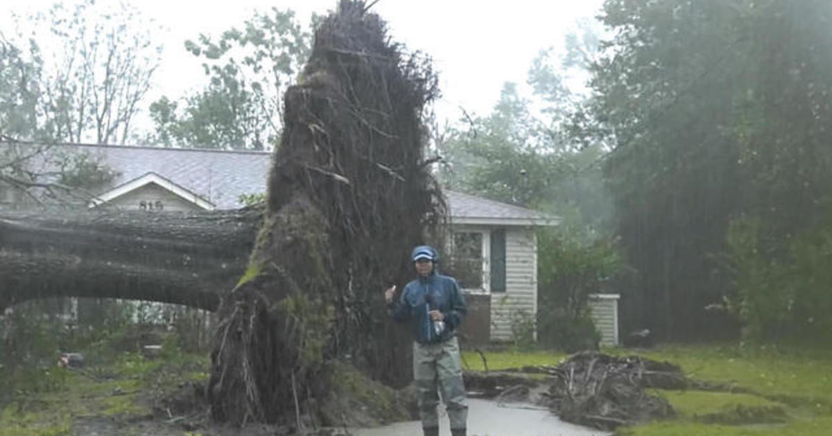 Hurricane Florence Topples Massive Tree Cbs News