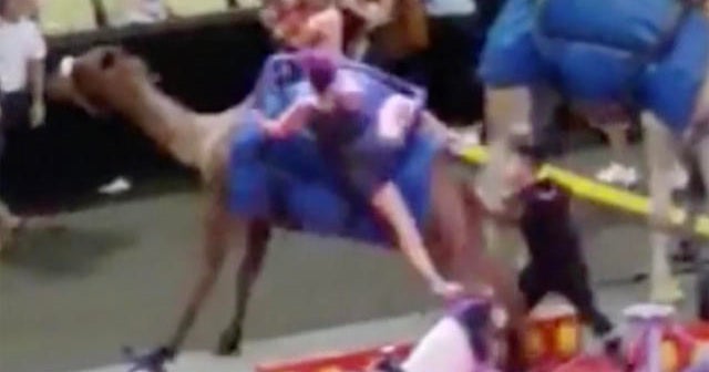 Circus camel gets 