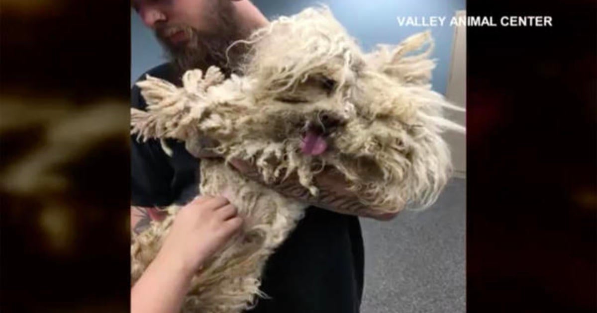 Neglected poodle gets a makeover - CBS News