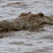 2 American tourists injured in crocodile attack in Mexico