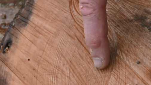 tree-rings.png 