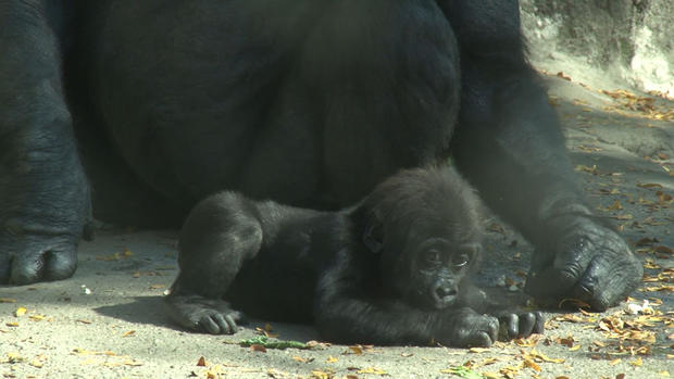 pittsburgh zoo gorilla frankie 
