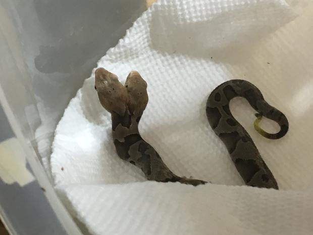 two-headed copperhead found in Virginia 