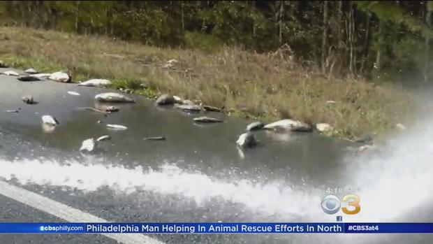 Dead Fish Found On North Carolina Highways In Hurricane Florence Aftermath 