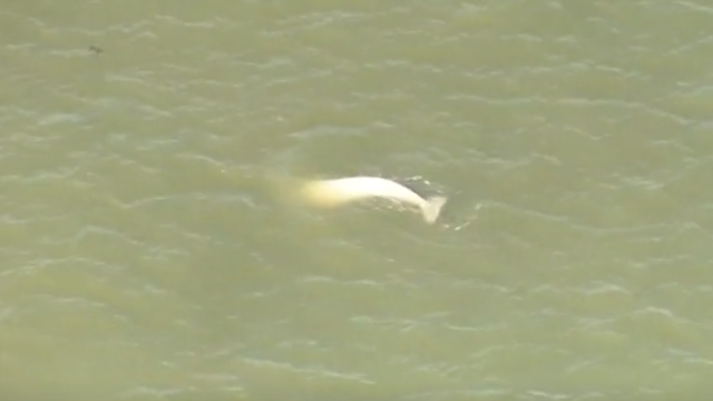 A beluga whale breeches near a buoy on the River Thames near Gravesend east of London 