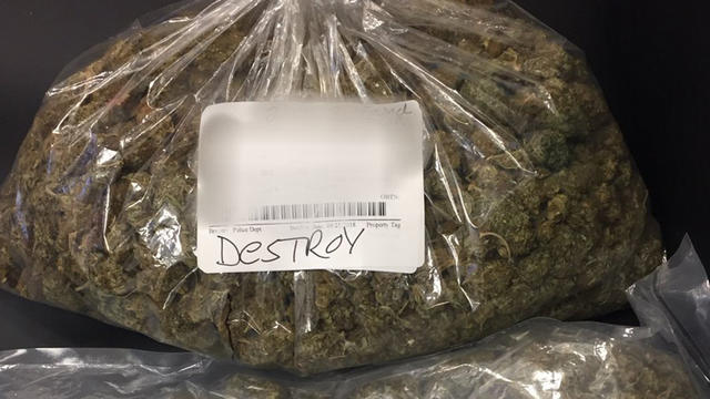 marijuana-braintree-destroy.jpg 