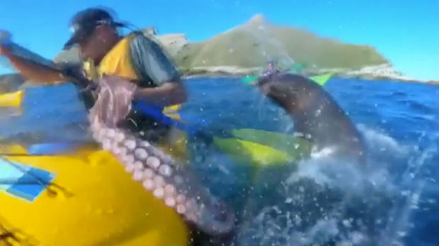 Seal slaps man with octopus 