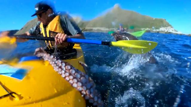 seal-kayaker-octopus.jpg 