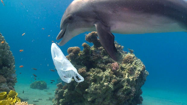 dolphin-plastic-pollution-ziggy-livnet-5-620.jpg 
