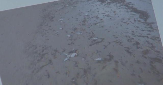 Red tide likely spreads at Florida beaches CBS News