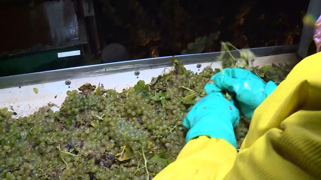 grape-harvest.jpg 