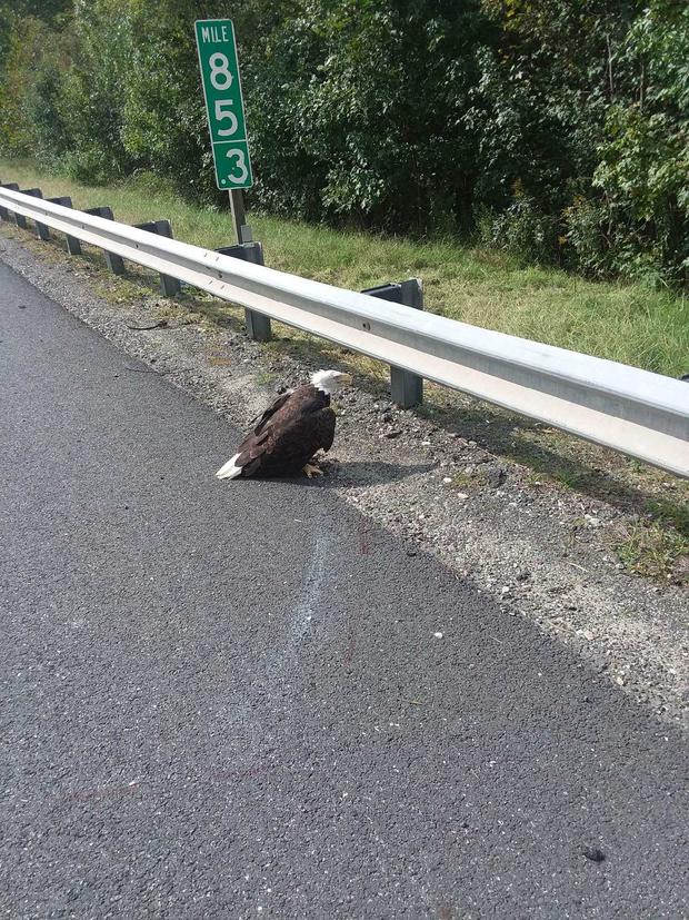 Eagle rescued on I-95 