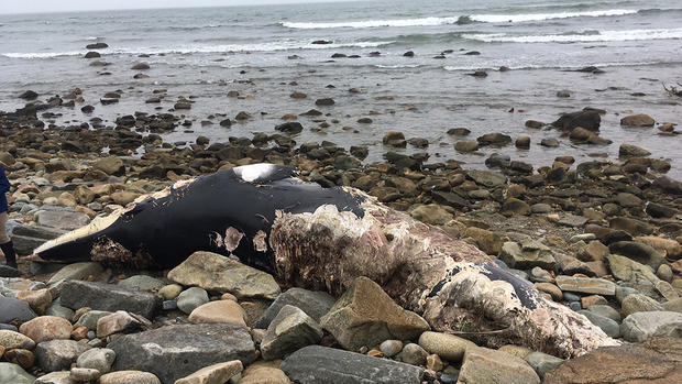 dead minke whale 