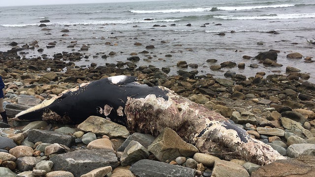 dead-minke-whale.jpg 