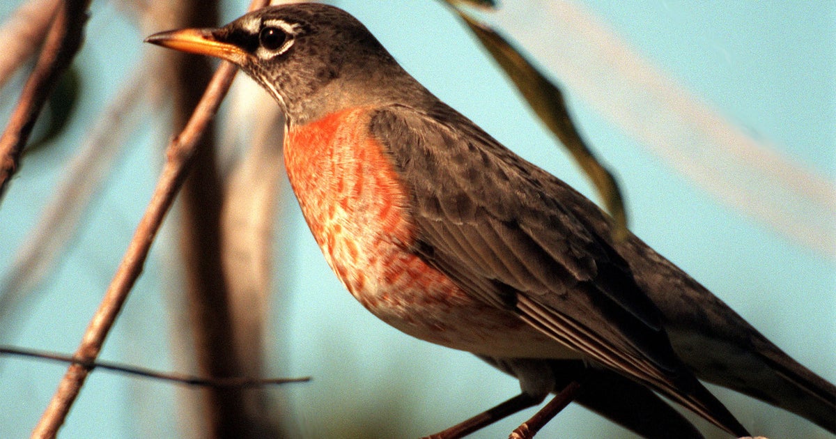 What If A Bird Bites You