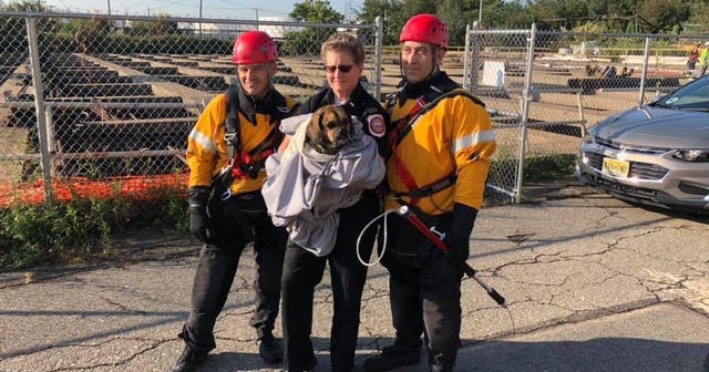 Missing dog found clinging to a pipe, rescued from an 8-foot pit of ...