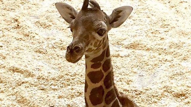 como-zoo-giraffe.jpg 