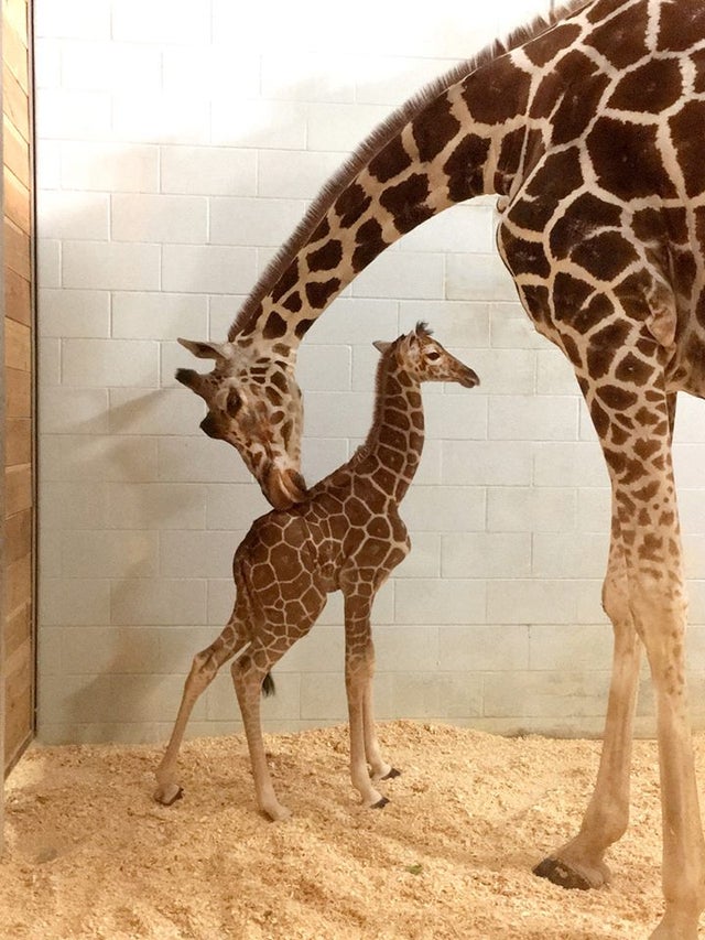 baby giraffe 