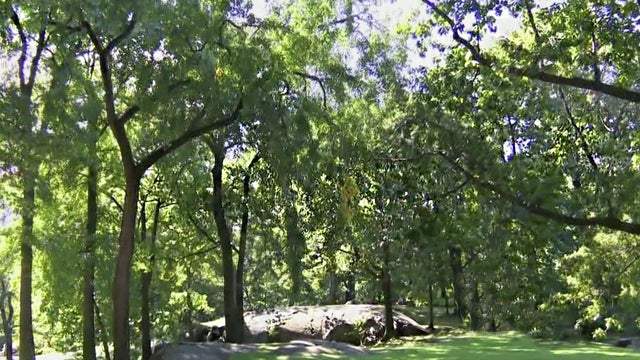 trees.jpg 