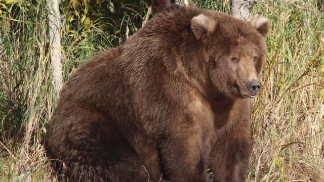 fattest-bear-comp.jpg 