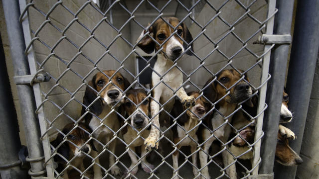 Beagles Rescued 