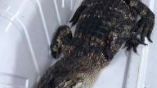 gator.jpg 