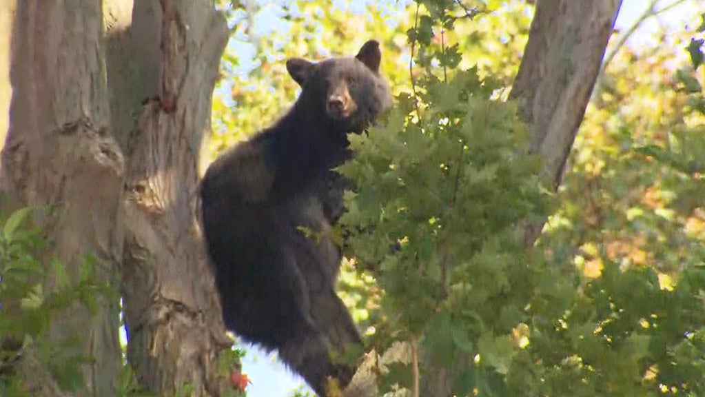amesbury bear 