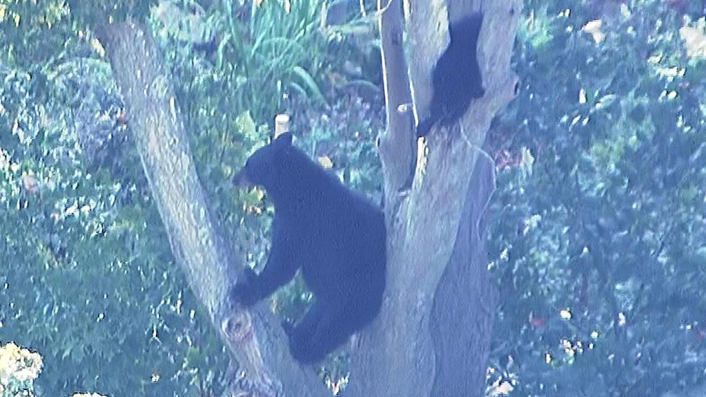 amesbury bears 
