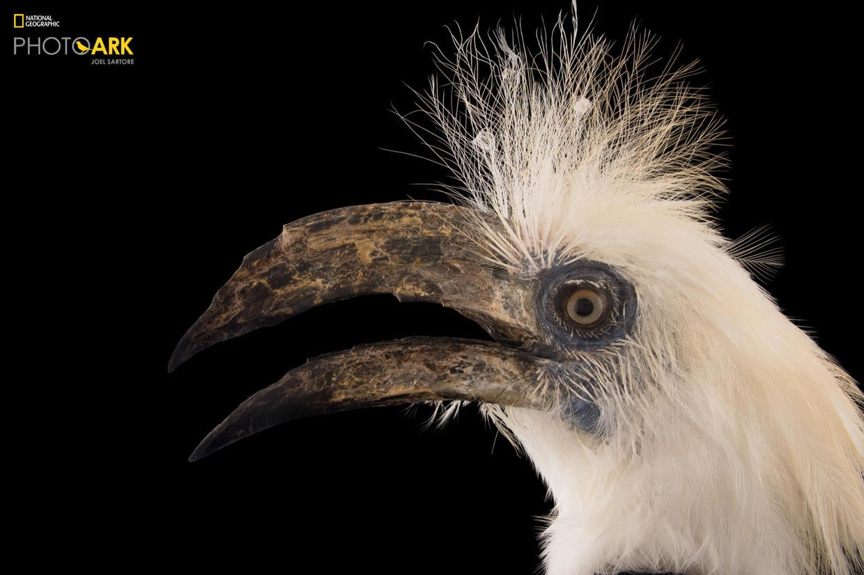 Joel Sartore's Photo Ark: Some Of The National Geographic Photographer ...