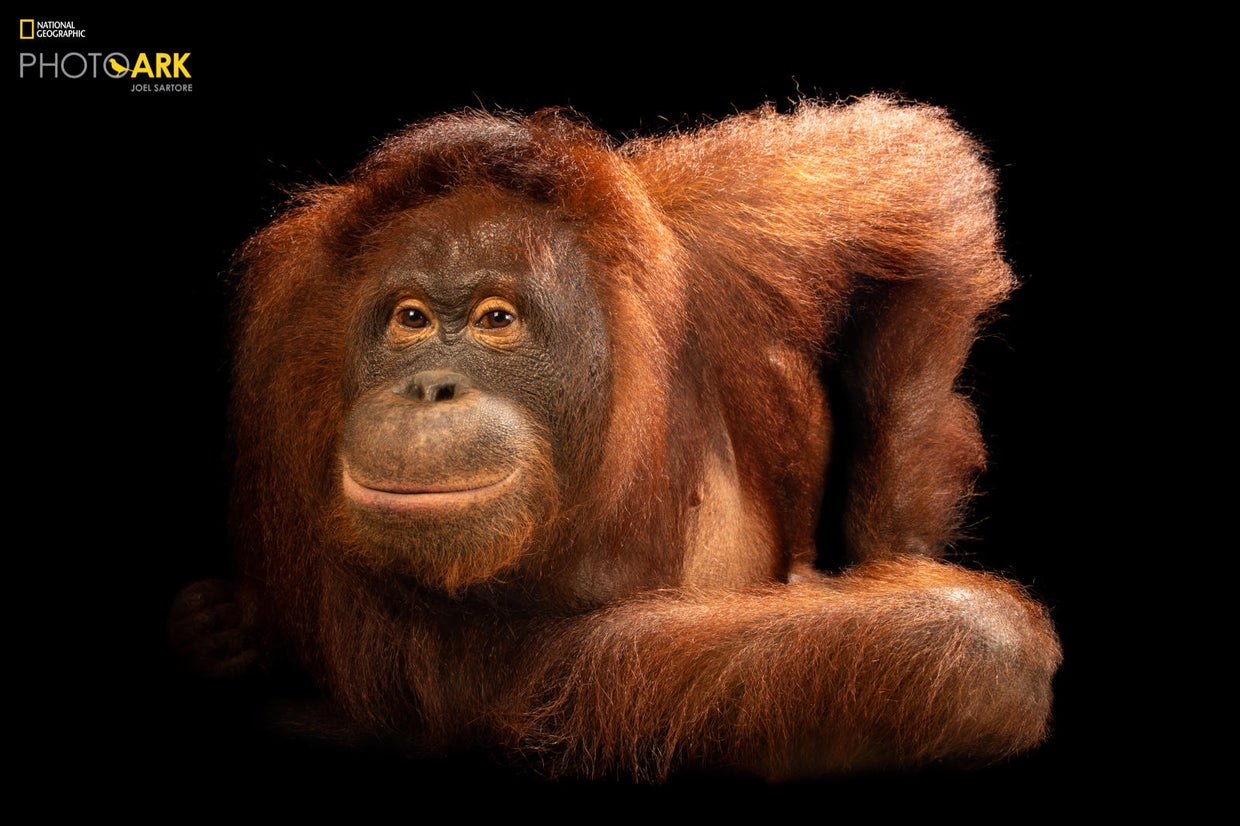 Joel Sartore s Photo Ark Some Of The National Geographic Photographer 