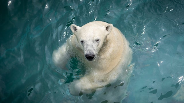 neva-polar-bear-1378-amanda-carberry-columbus-zoo-and-aquarium.jpg 