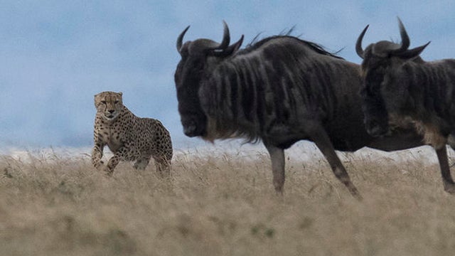 cheetah-chasing-wildebeest-verne-lehmberg-promo.jpg 