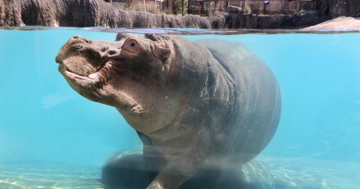 Hippo With 'Larger-Than-Life Personality' Dies Suddenly At Dallas Zoo ...